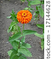 Jinia, Besshi 17144628