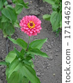 Jinia, Besshi 17144629