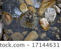 A monkey 17144631