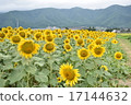 Sunflower field 17144632
