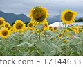 Sunflower field sunflower sunflower 17144633