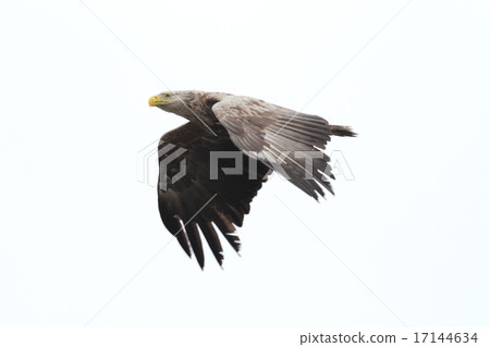 Fly elegant eagle Fly elegant eagle 17144634