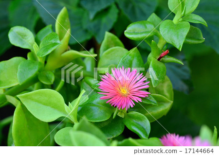 寶貝太陽玫瑰 17144664