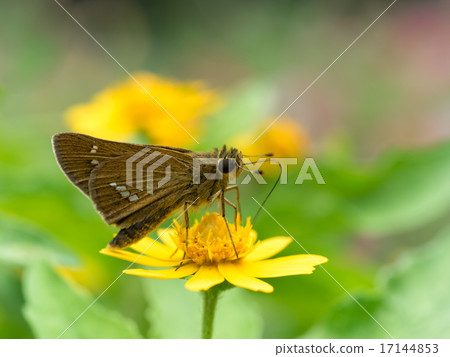 Darberg Daisy and One Letter Darberg Daisy and One Letter 17144853