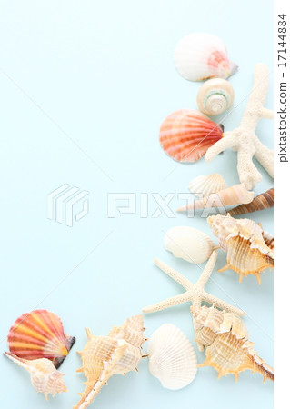 Shellfish 17144884