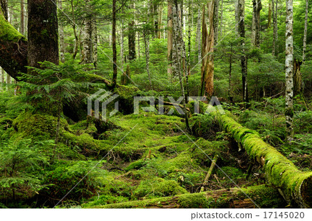 Ancient Forest / Sakuhocho Nagano Prefecture 17145020