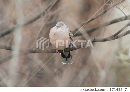 Pizza with a nap 17145247