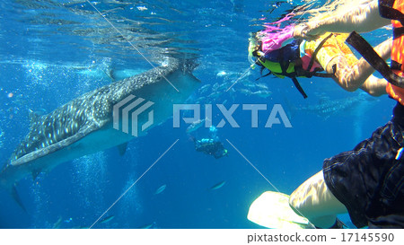 菲律賓鯨鯊和孩子 17145590