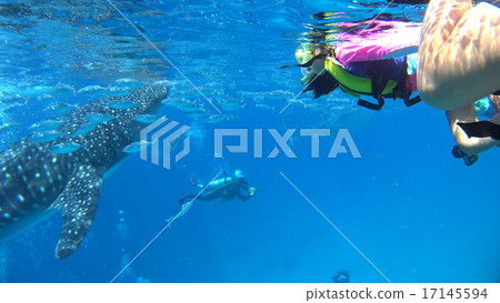 Philippine whale shark and child 17145594