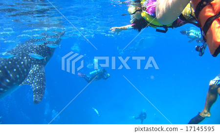 Philippine whale shark and child 17145595