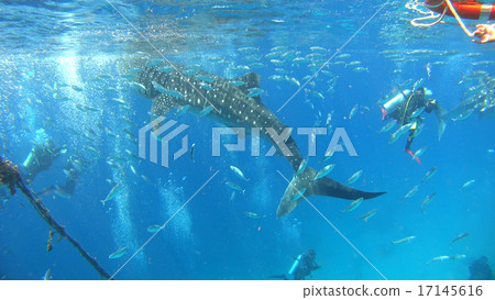 Whale shark sea Nature wild underwater photograph Whale shark sea Nature wild underwater photograph 17145616