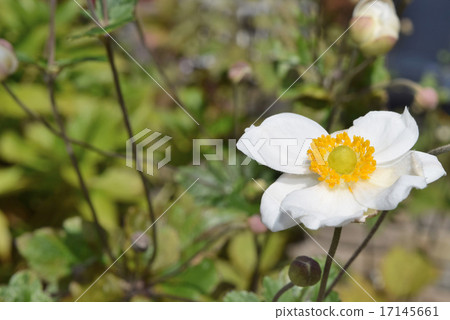 White Shumeigiku 17145661
