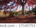 Autumn leaves 17145753