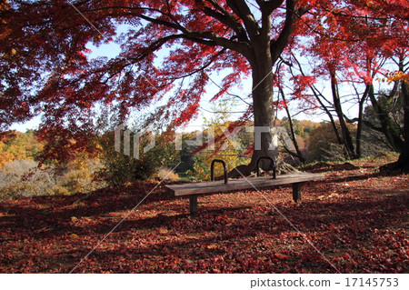 秋天的樹葉 秋天的樹葉 17145753
