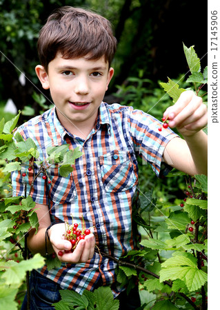 preteen boy gather red current from the bush 17145906