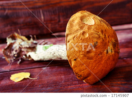 orange-cup boletus fresh on the wooden country bench orange-cup boletus fresh on the wooden country bench 17145907