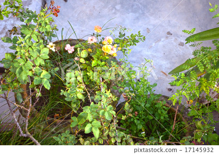 Close-Up Of Garden in house 17145932