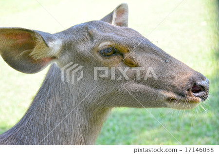 Close up of several tame deer looking to be fed. Close up of several tame deer looking to be fed. 17146038