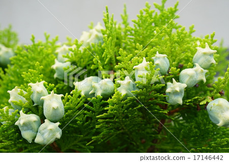 An interesting form of hiba fruit 17146442