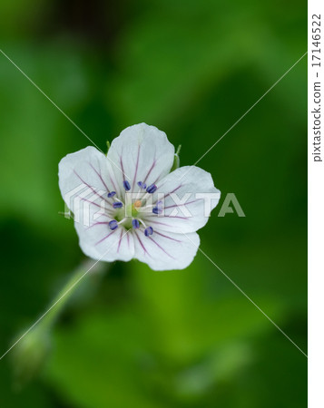 Cranesbill花 17146522