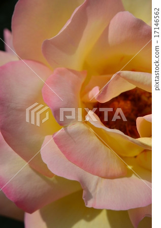 Rose piece France HT system close-up 17146562