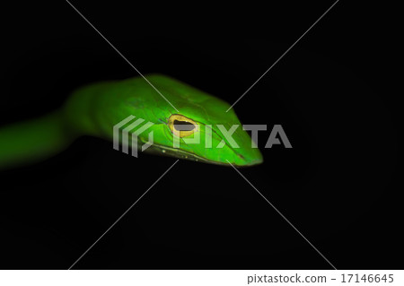 Oriental whip snake, green viper from Borneo Oriental whip snake, green viper from Borneo 17146645