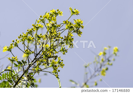 Cassod tree, Thai copper pod 17146880