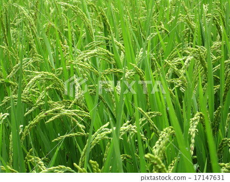 Rice cultivation 17147631
