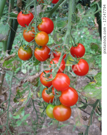 自製迷你番茄 17147794