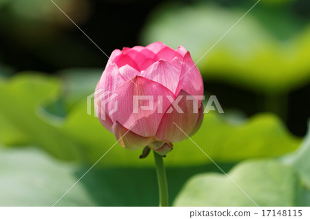 葉子的綠色在上野的荷花池開花的蓮花 17148115