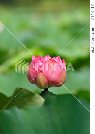 葉子的綠色在上野的荷花池開花的蓮花 17148117