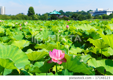 Ueno's lotus pond flowers start to bloom Lotus flower and Benzaiten 17148123