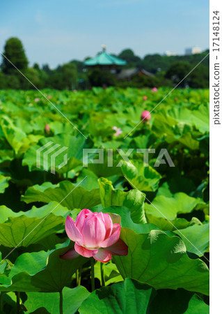Ueno's lotus pond flowers start to bloom Lotus flower and Benzaiten Ueno's lotus pond flowers start to bloom Lotus flower and Benzaiten 17148124