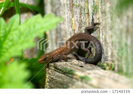 small lizard basking in the sun 17148339