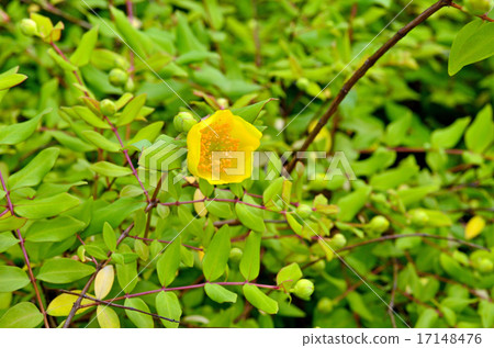 Tree: Quincebird Otocoraceae 17148476