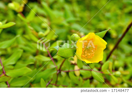 樹：Quincebird Otocoraceae 17148477