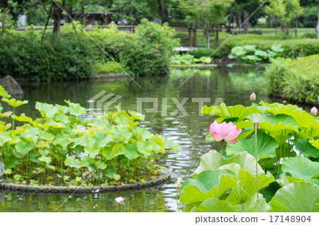 當地森林公園花園池塘的花蓮 當地森林公園花園池塘的花蓮 17148904