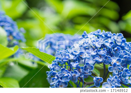 Blue hydrangea flower 17148912