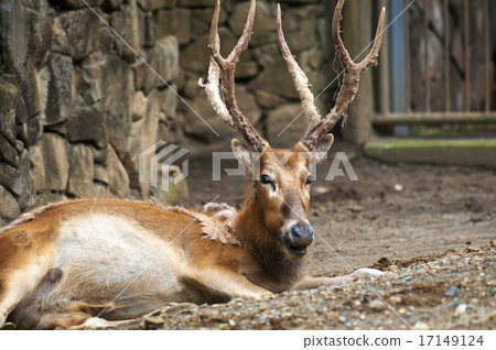 Four mistreatment male Four mistreatment male 17149124