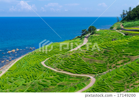 One thousand sheets of white rice in the summer 17149200