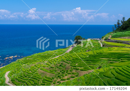 One thousand sheets of white rice in the summer One thousand sheets of white rice in the summer 17149204