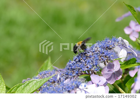 Bearhead繡球花 Bearhead繡球花 17149302