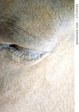 Close up of a horse portrait Close up of a horse portrait 17149392