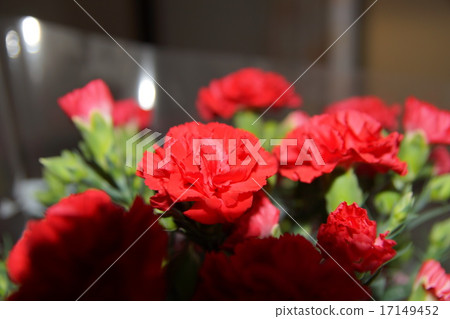 Carnation  17149452