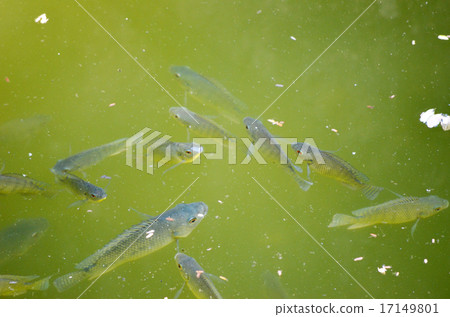 some fish under water from upper side of water 17149801