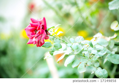 Pink color rose isolate green leaf background Pink color rose isolate green leaf background 17149858