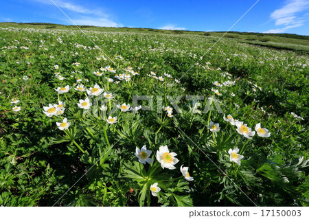 Hakusanchisige community in Kita-Alps and Kitanomata-dake 17150003