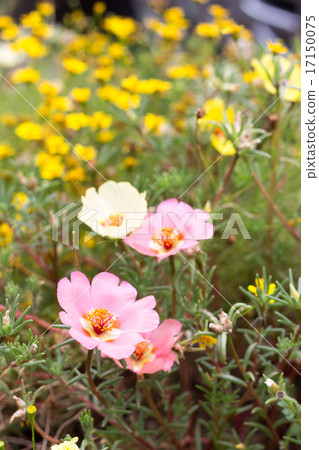 松田牡丹 松田牡丹 17150075