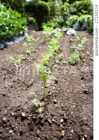 Cultivation of carrots Cultivation of carrots 17150114