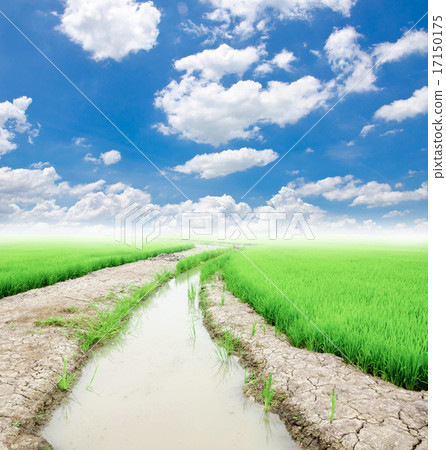 Trees with a ditch of water use in rice. Trees with a ditch of water use in rice. 17150175